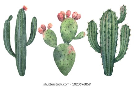 Watercolor set of cacti and succulent plants isolated on white background. Flower illustration for your projects, greeting cards and invitations.