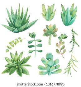 Set Painted Green Plants Succulents Cacti Stock Illustration 1073184203