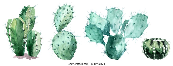 Watercolor set of cactus  isolated illustration on a white background