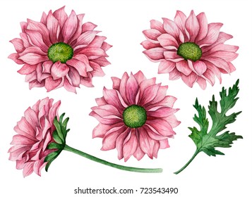 Watercolor set of chrysanthemums, hand drawn floral illustration, autumn flowers isolated on a white background.
