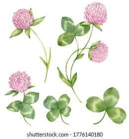 Watercolor set of clover flowers and leaves.Botanical drawing of the meadow pink clover. Trefoil illustration isolated on the white background. Blossom, herbarium plant. Herbal set, wildflowers.