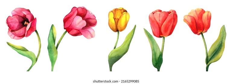 1,998 Tulip Painting Border Images, Stock Photos & Vectors | Shutterstock