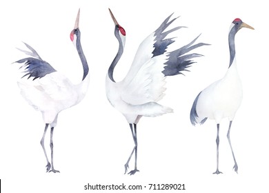 Watercolor set of cranes. Hand drawn illustration