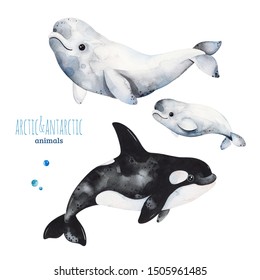 Watercolor set and cute beluga   orca whale Cartoon arctic   antarctic animals Perfect for your project print scrapbook baby shower Birthday card invitations greeting card   much more 