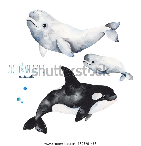 Watercolor Set Cute Beluga Orca Whalecartoon Stockillustration