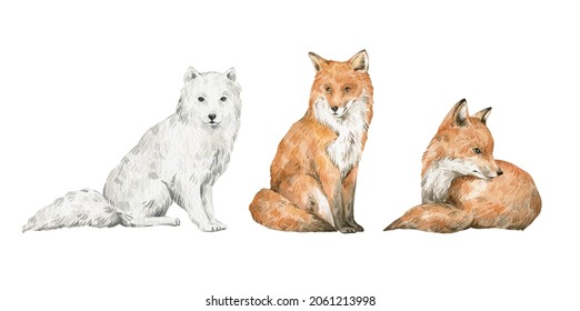 Watercolor Set With Cute Foxes. Arctic Fox, Red Fox. Woodland Wildlife. Wild Animals.