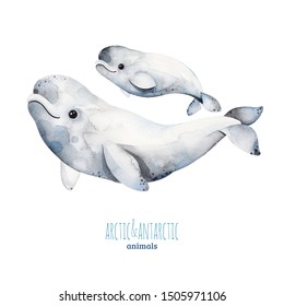 Watercolor set and cute mother   baby beluga whales  Cartoon arctic   antarctic animals Perfect for your project print scrapbook baby shower Birthday card invitations greeting card   much more 