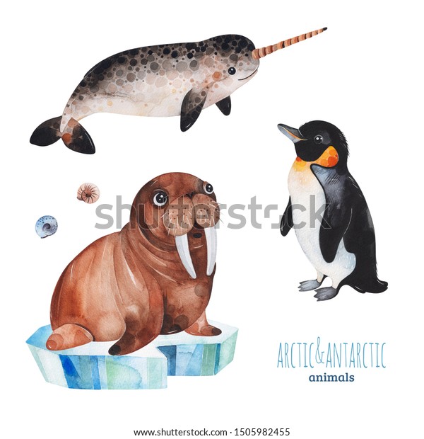 かわいいペンギン ナーホール セイウチの北極や南極の動物 を使った水彩画セット プロジェクト 印刷 スクラップブック ベビーシャワー バースデーカード 招待状 グリーティングカードなどに最適 のイラスト素材