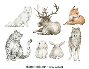 Watercolor set and cute wild animals  Arctic fox  deer  snow leopard  rabbit  wolf  Woodland wildlife 