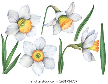 Watercolor set of daffodils, hand drawn floral illustration, spring flowers isolated on a white background.