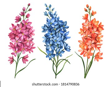 Watercolor Set Of Delphiniums, Hand Drawn Floral Illustration, Bright Branches With Flowers Isolated On A White Background.