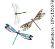 dragonfly watercolor
