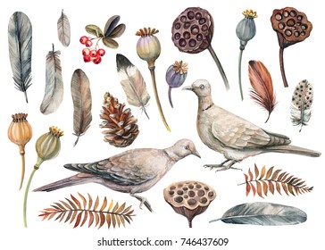 watercolor set of elements, bird pigeon, poppy seeds, lotus, cone, dry leaves, feathers and berries