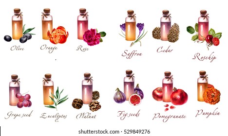 Watercolor Set Of Essential Oils: Olive, Mandarin, Orange, Saffron, Cedar, Rose Hip, Gape, Tee Tree, Eucalyptus, Fig, Pomegranate, Pumpkin.