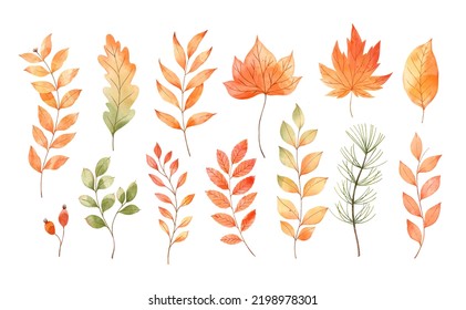 Watercolor Set of fall leaves, maple leaf, acorn, berries, spruce branch. Forest design elements. Hello Autumn illustrations. Perfect for seasonal advertisement, invitations, cards - Powered by Shutterstock