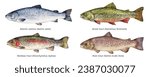 Watercolor set of fish: Atlantic salmon (Salmo salar), brook trout (Salvelinus fontinalis), rainbow trout (Oncorhynchus mykiss), river trout (Salmo trutta fario). Hand drawn fish illustration.