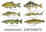 Watercolor set of fish: Tench, European perch, Zander, Sterlet, Northern pike, Burbot. Hand drawn fish illustration.