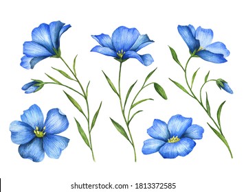 Watercolor Set With Flax Flowers Isolated On A White Background, Hand Drawn Illustration. 