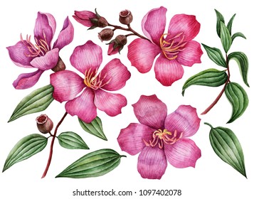 Watercolor set of flowers, hand drawn illustration of melastoma, bright floral elements isolated on a white background.