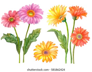 Watercolor set of flowers, hand drawn illustration of gerbera flowers isolated on white background, floral collection.