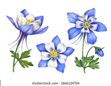 Watercolor set of flowers, hand painted floral illustration, blue columbines isolated on a white background.