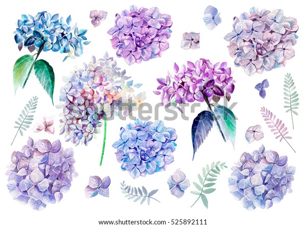 花のアジサイを含む水の色セット イラスト のイラスト素材