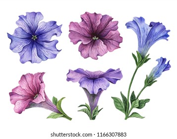 Petunia Illustration High Res Stock Images Shutterstock