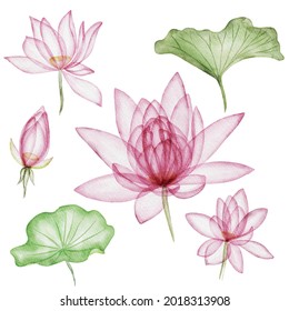 Watercolor set of flowers of water lilies, bright floral elements isolated on white background. X-ray effect lotus. Transparent ethereal lotos. 