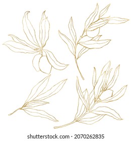 Watercolor set of golden linear olives, branches and leaves. Hand painted nature elements isolated on white background. Plants illustration for design, print, fabric or background.