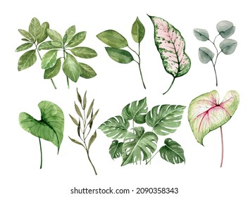 watercolor set of green plants and leaves, hand painted