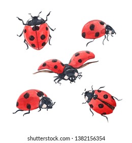 Watercolor Set Illustration   Cute Red Bugs, Ladybug