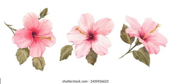 Watercolor Set Illustration Of A Pink Hibiscus Flower. Isolated Illustration Of A Tropical Plant