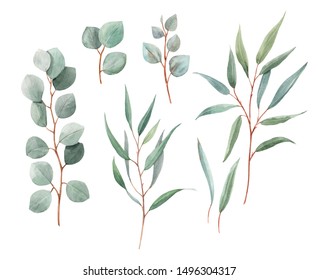 Watercolor Set Isolated Elements Eucalyptus Branches Stock Illustration ...