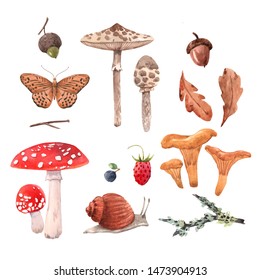 Watercolor set of isolated illustrations, autumn collection, Mushrooms, berries, snail and butterfly, oak leaves and acorn
