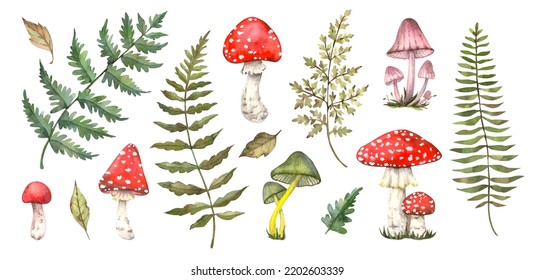 watercolor set isolated toadstools  leaves   ferns the white background