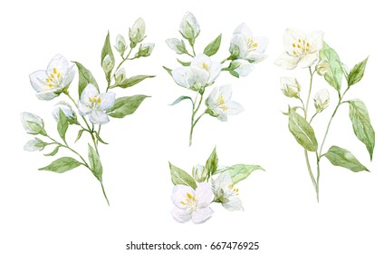 Watercolor Set Of Jasmine Flower Composition, Twigs And Leaves, Isolated Objects On White Background