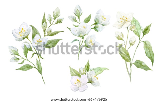 白い背景にジャスミンの花組成物 小枝と葉の水色セット 分離型物体 のイラスト素材