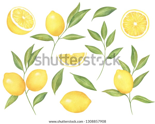 Девять лимонов. Приглашение с лимонами вектор. Италия лимоны вектор. Ящик с лимонами вектор. Трафарет ветка лимона, апельсин.