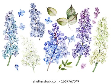 Watercolor Set With  Lilac Flowers And Leaves. Illustration