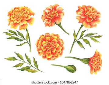 Watercolor set of marigold flowers, hand drawn floral illustration isolated on a white background.