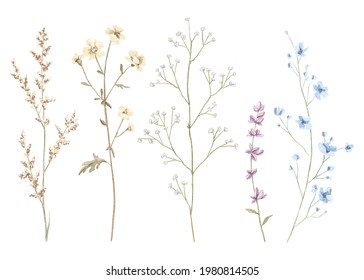 Watercolor Set With Meadow Dried Flowers Isolated On White Background. Watercolor Hand Drawn Illustration Sketch