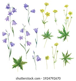 Watercolor Set With Meadow Flowers, Isolated On White Background, Bellflower Branches And Buttercups