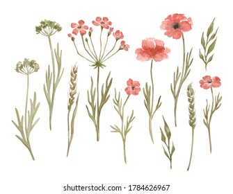 Watercolor set with meadow flowers, poppy, herbs. Watercolor botanical illustration isolated on white. Red summer flowers.