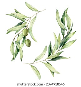 Watercolor set of olive branches, leaves and berries. Hand painted nature elements isolated on white background. Plants illustration for design, print, fabric or background.