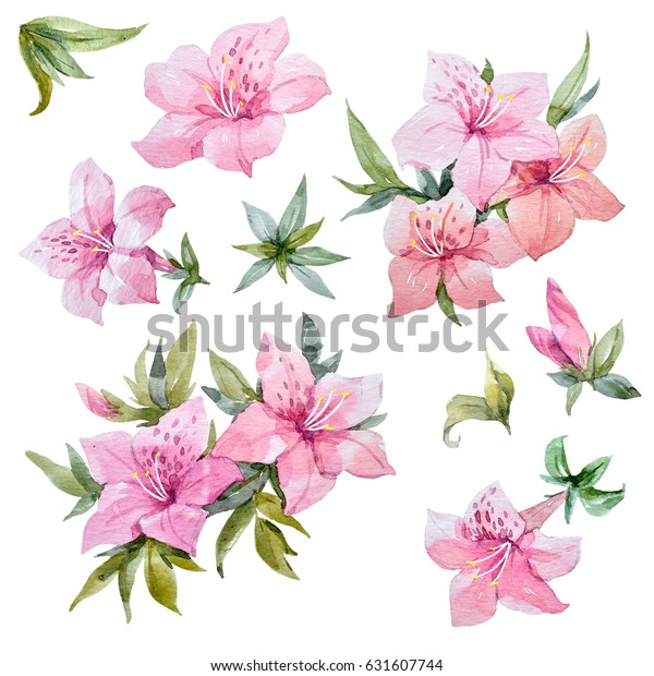 ピンクのツツジの花と葉の水彩画セット シャクナゲ のイラスト素材 631607744
