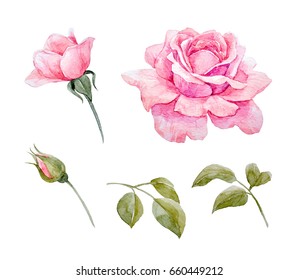 Watercolor Set Of Pink Rose Illustration, Bud And Leaves