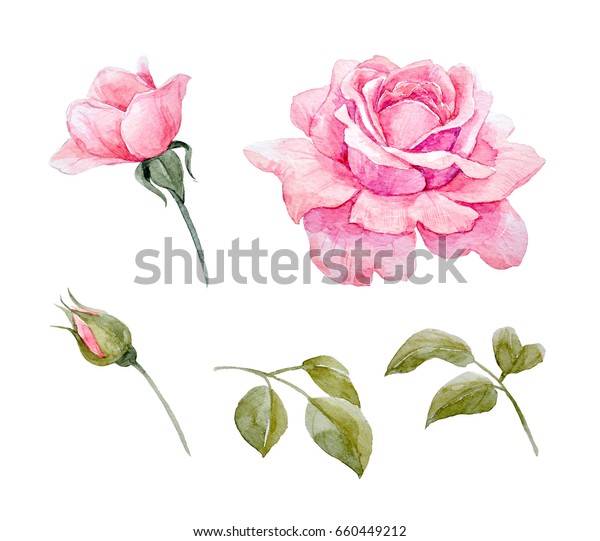 ピンクのバラのイラスト つぼみと葉の水色セット のイラスト素材