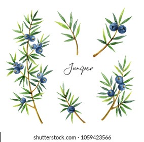 Watercolor Set Plants Juniper Isolated On White Background. Botanical Illustration With Berries And Branches.