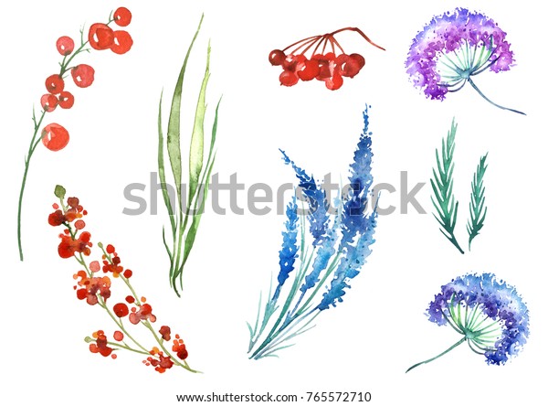 Ilustracion De Stock Sobre Acuarela De Plantas Hojas Hierbas Silvestres