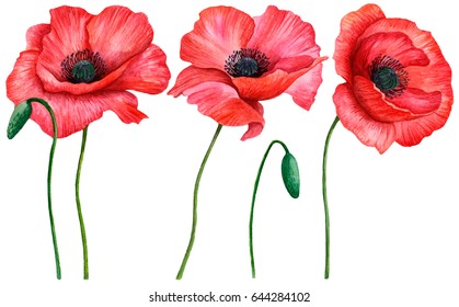 Watercolor set of poppies, hand drawn illustration of red field flowers isolated on white background.